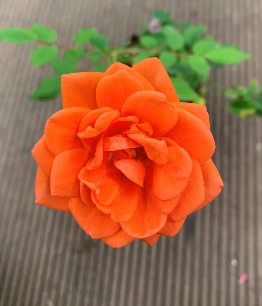 Chattem Cent bloom.webp