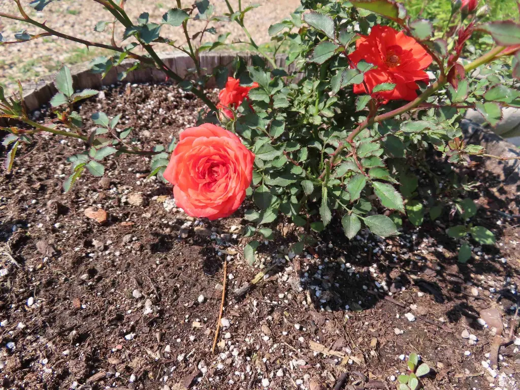 Chattem Centennial spray.webp