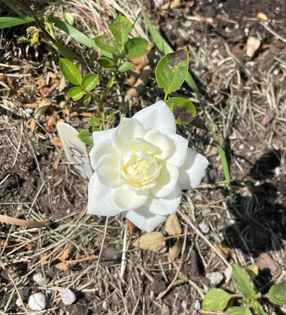 Cheesecake bloom.webp