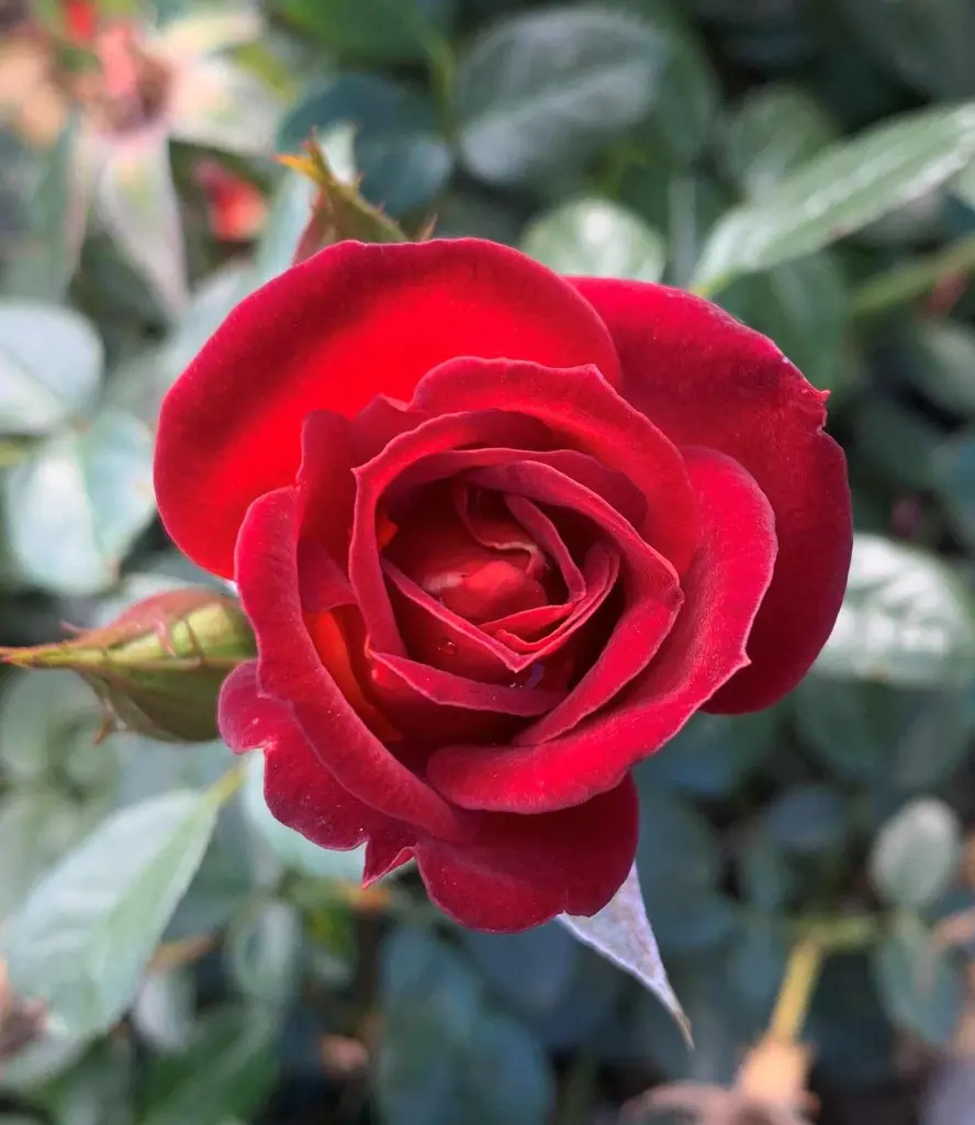 Coffee Bean bloom.webp