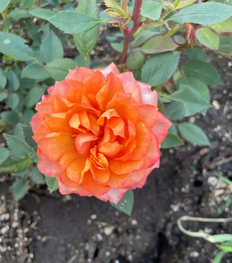 Crackling Fire bloom.webp