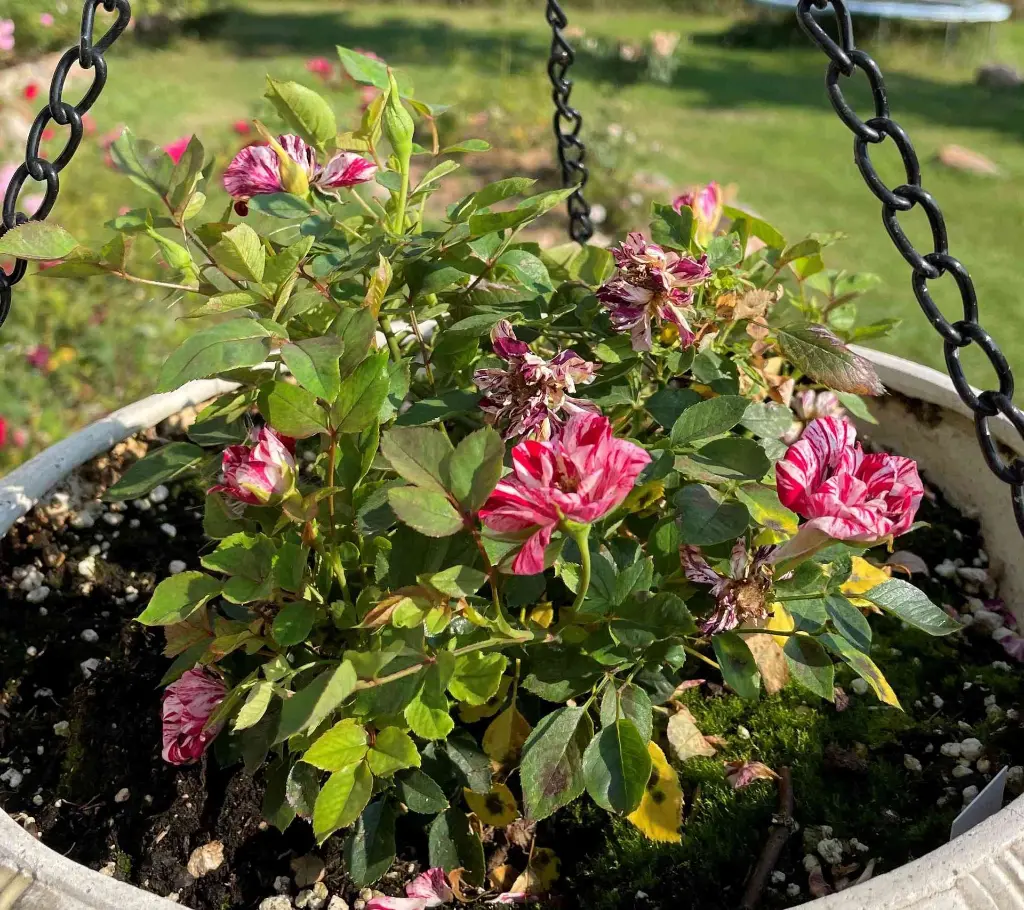 Crazy Quilt pot.webp