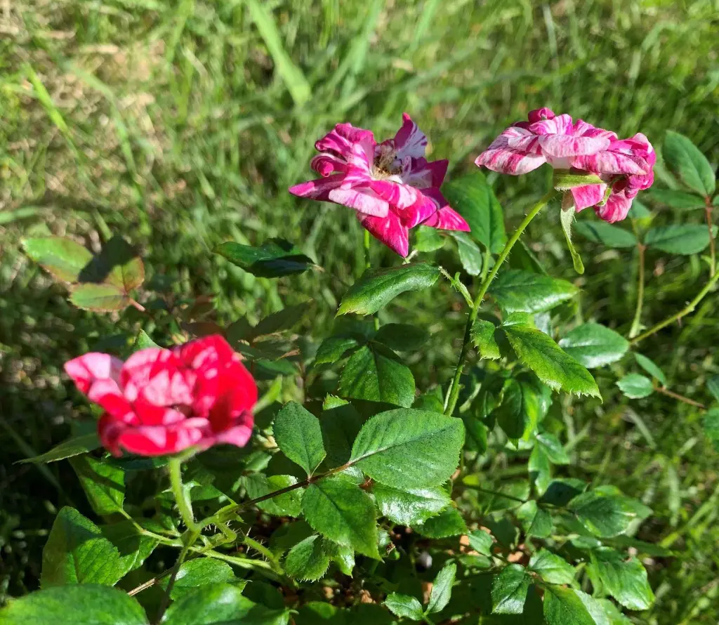 Crazy Quilt cluster.webp