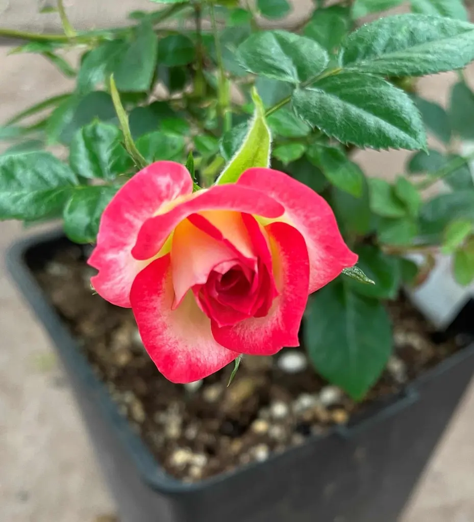 Debut new bloom.webp