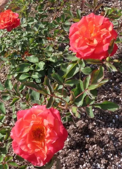 Denver's Dream plant.webp