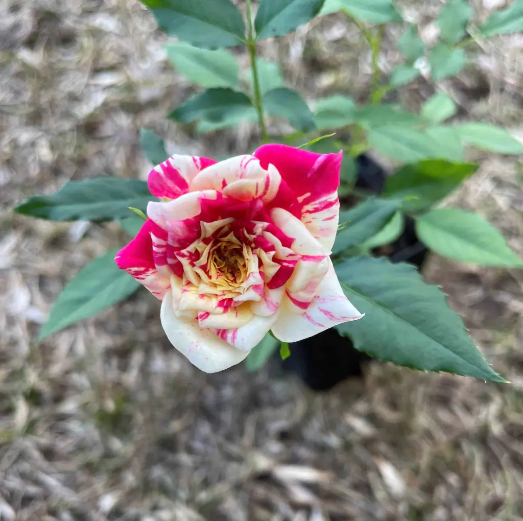 Earthquake bloom 2.webp