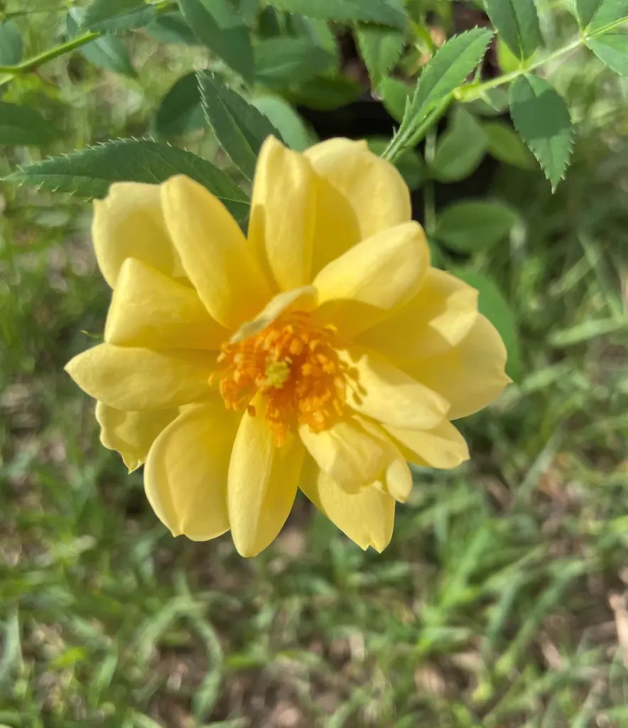 Fiesta Gold bloom 2.webp