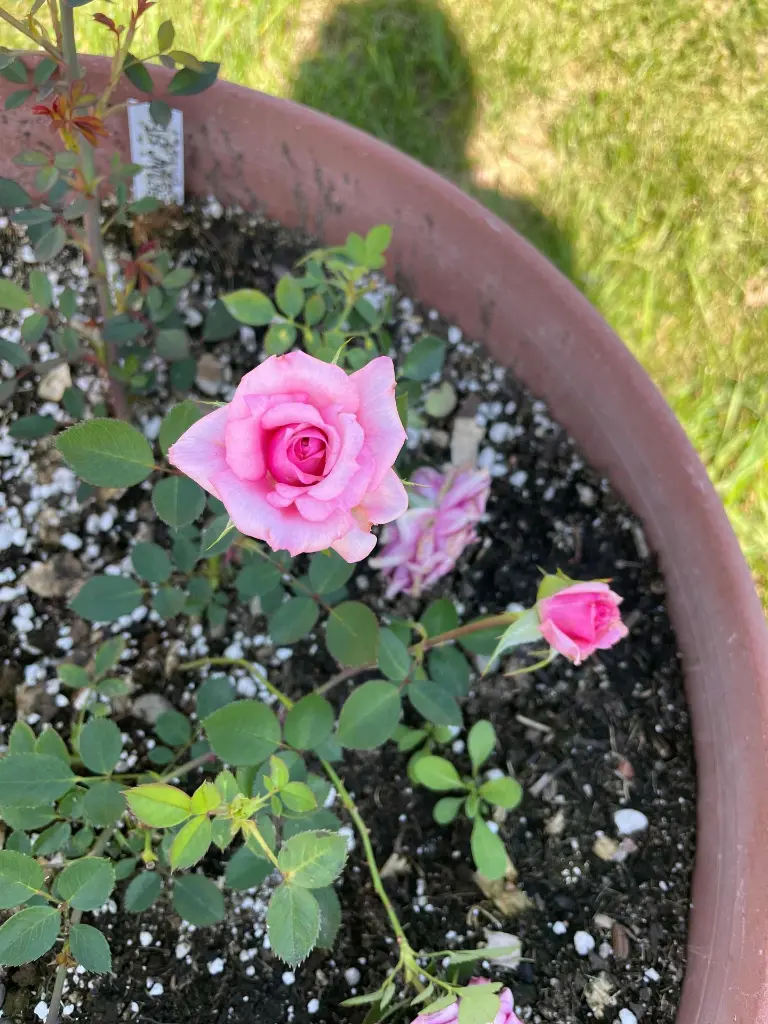 Antique Rose plant.webp