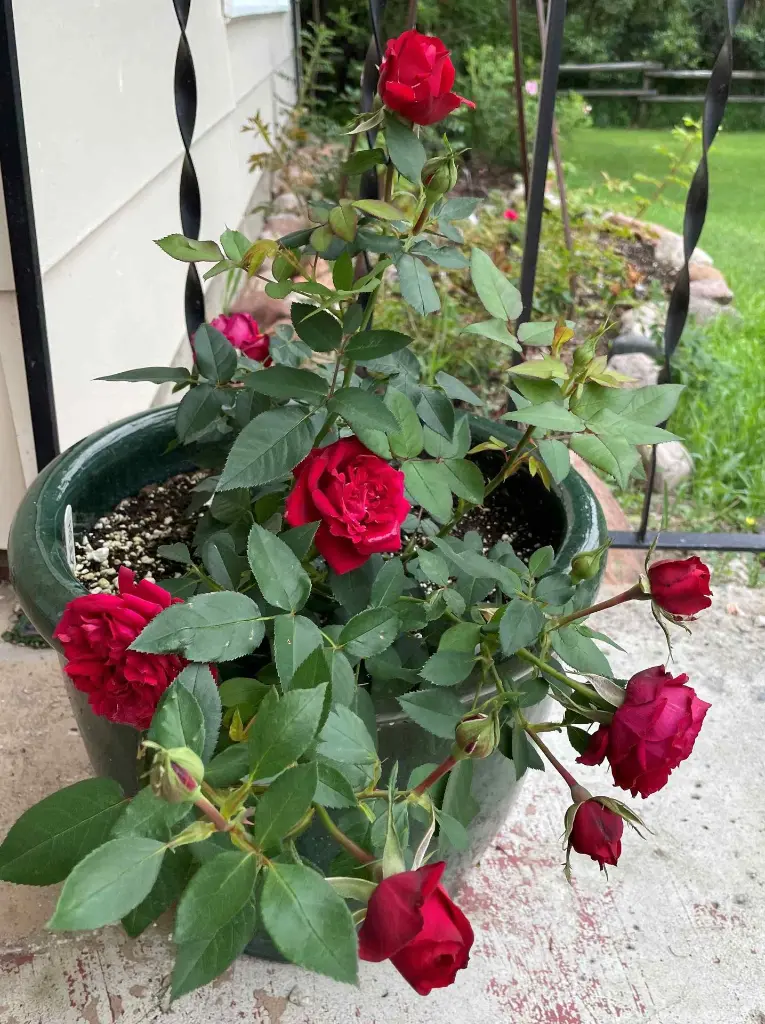 Heartstrings pot.webp