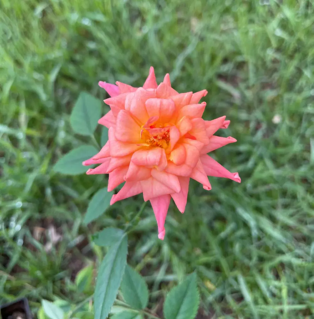 Heavenly Days bloom 2.webp