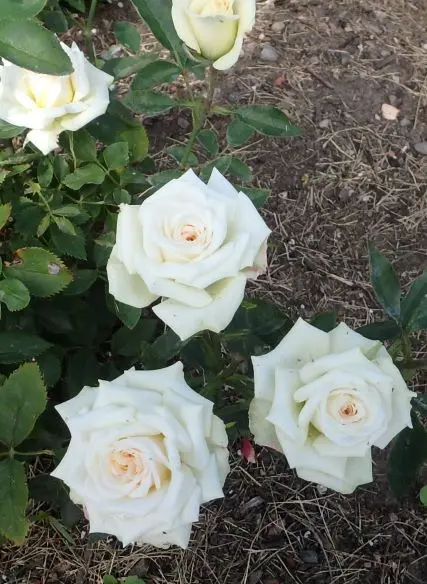 Irresistible spray.webp