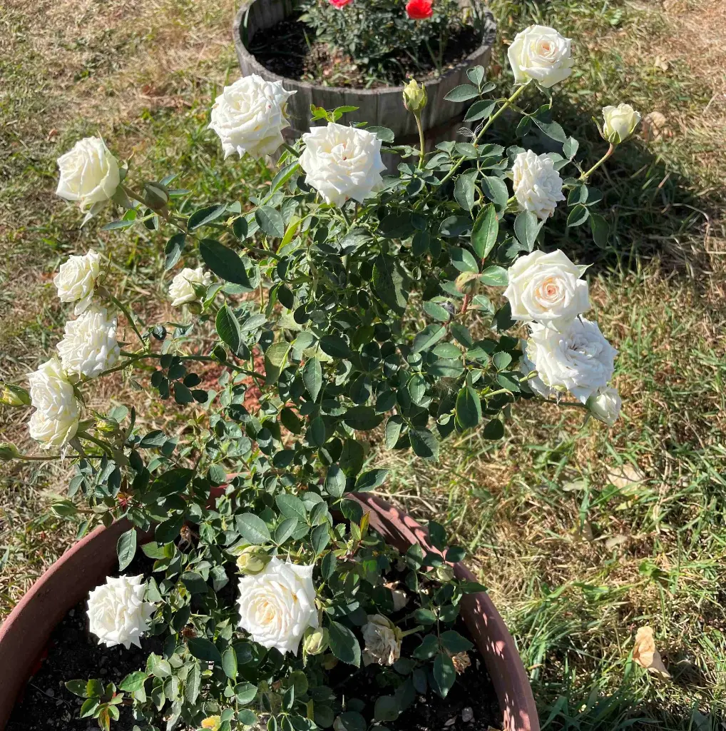 Irresistible pot.webp