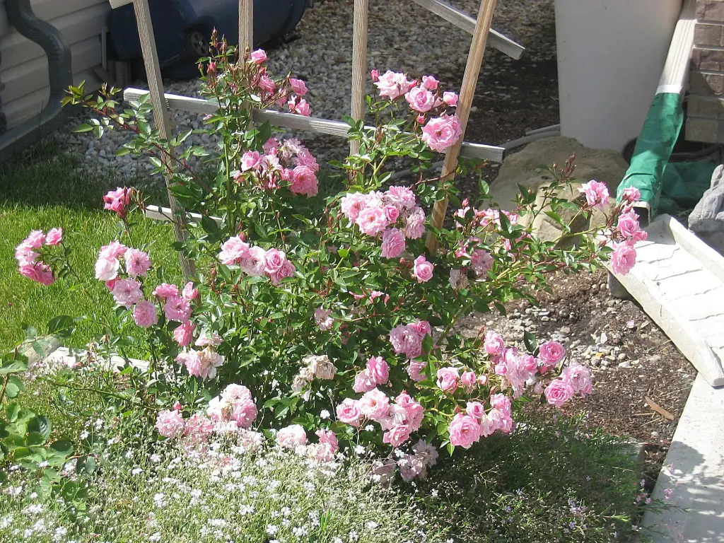 Jeanne Lajoie Joan plant.webp