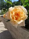 Apricot Twist bloom 2.webp