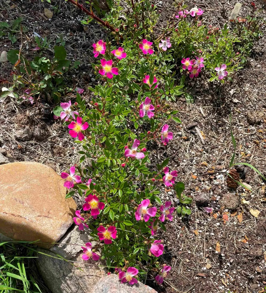 Laura Ashley plant.webp