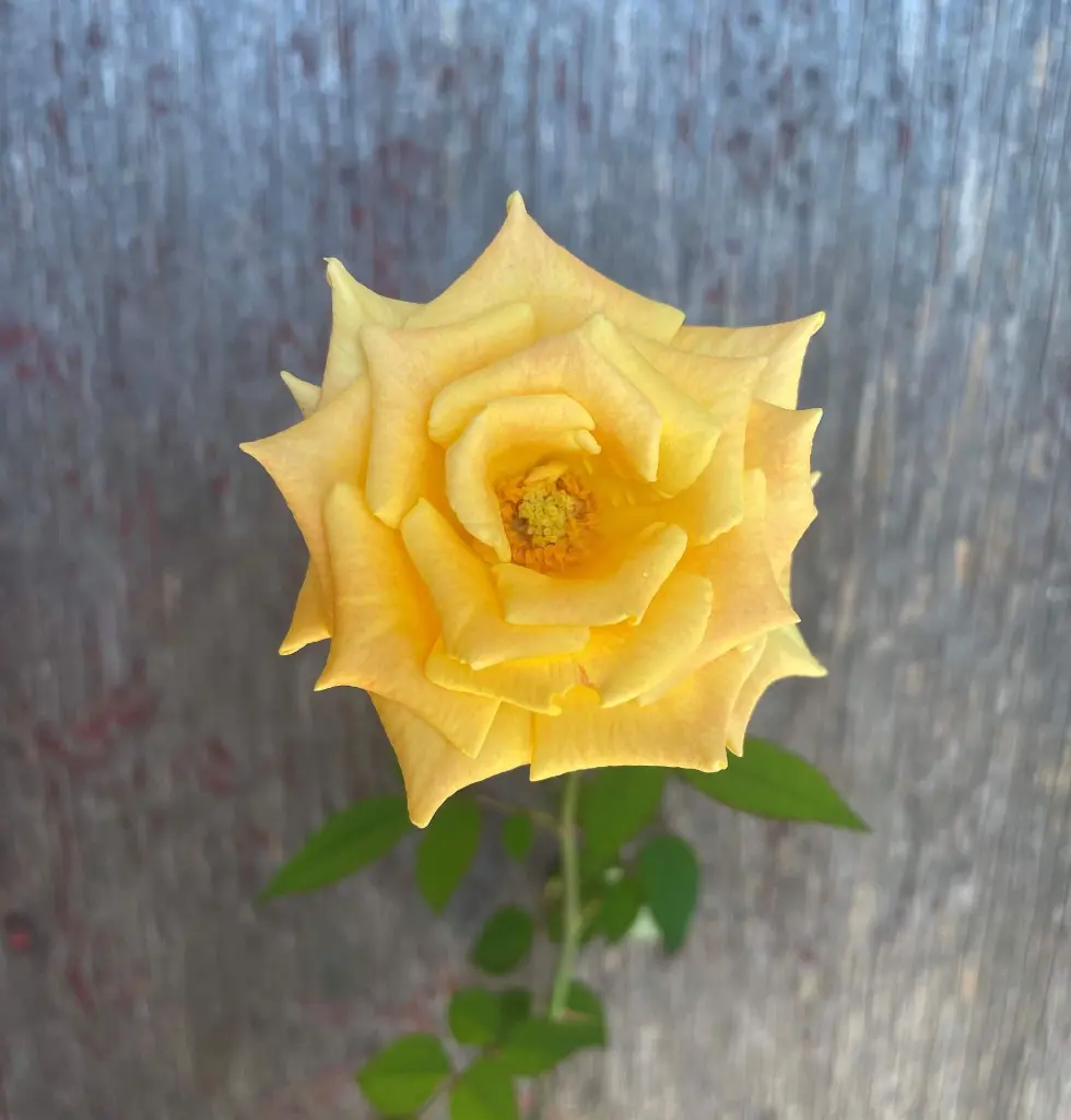 Laura Ford bloom.webp