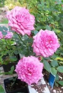 Lavender Jewel cluster.webp