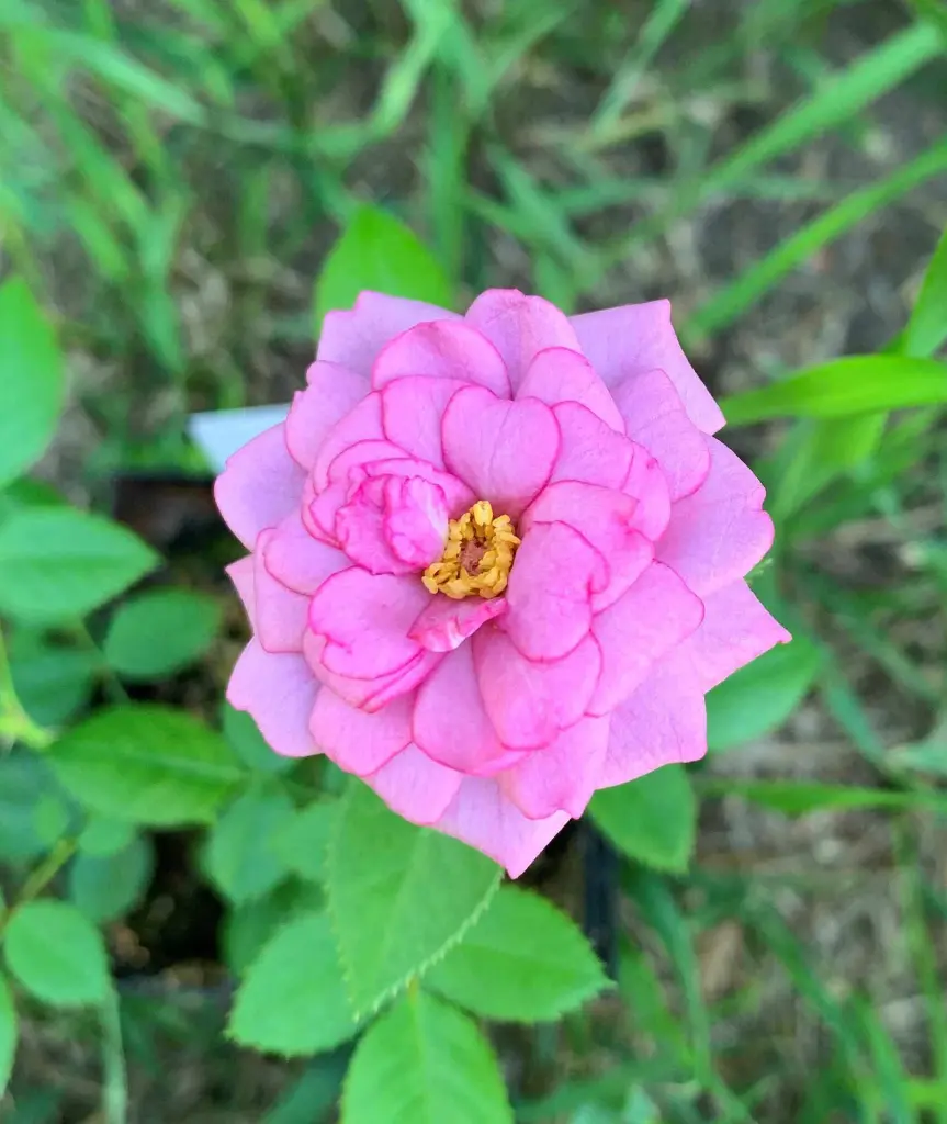 Lavender Jewel bloom.webp