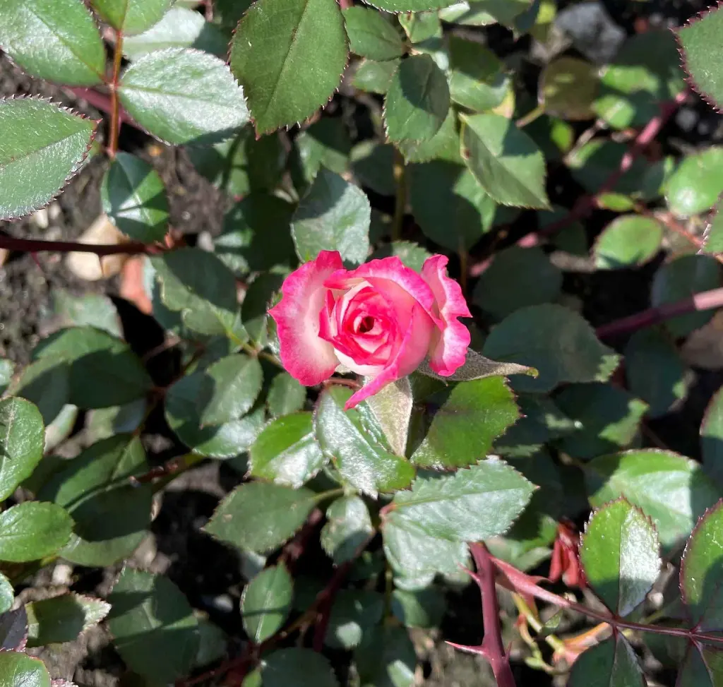 Magic Carousel bloom 2.webp