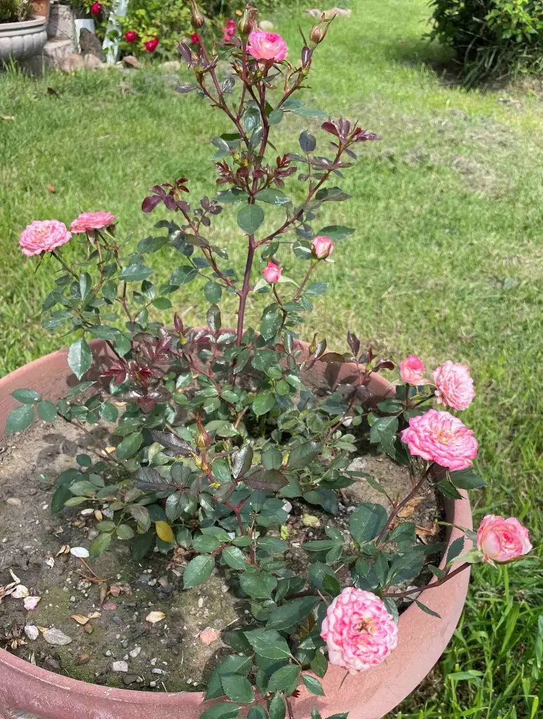 Magic Carrousel pot.webp