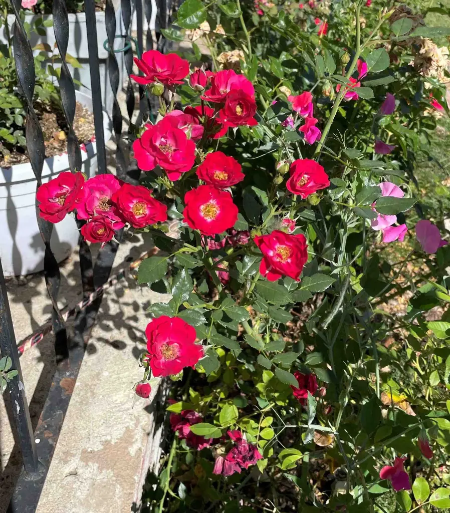 Magic Dragon plant.webp