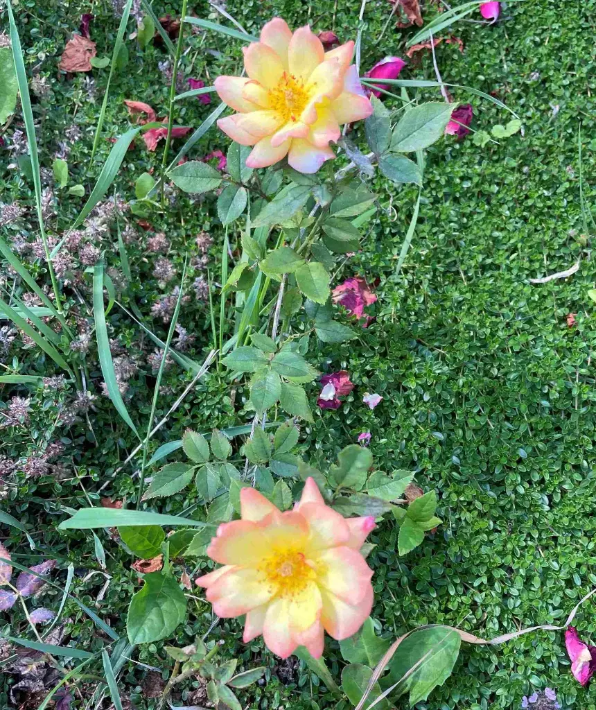 Arizona Sunset plant.webp