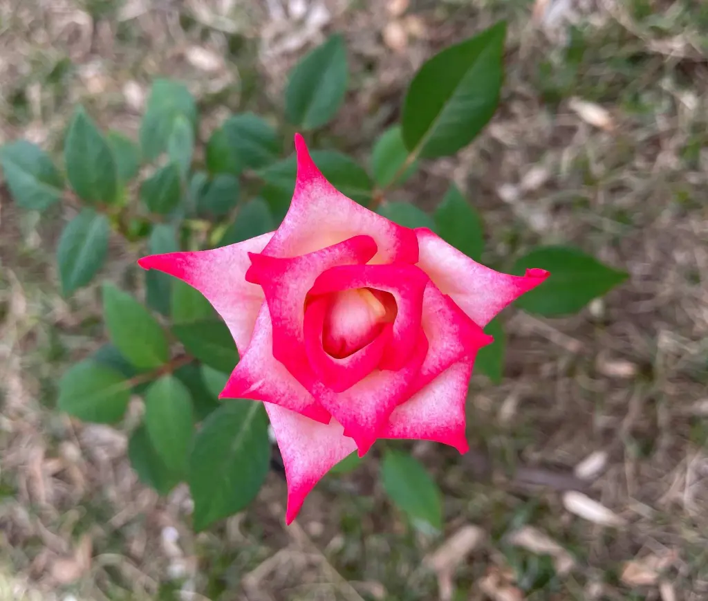 Magic Show bloom 2.webp