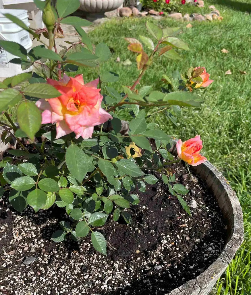 Palmetto Sunrise pot.webp