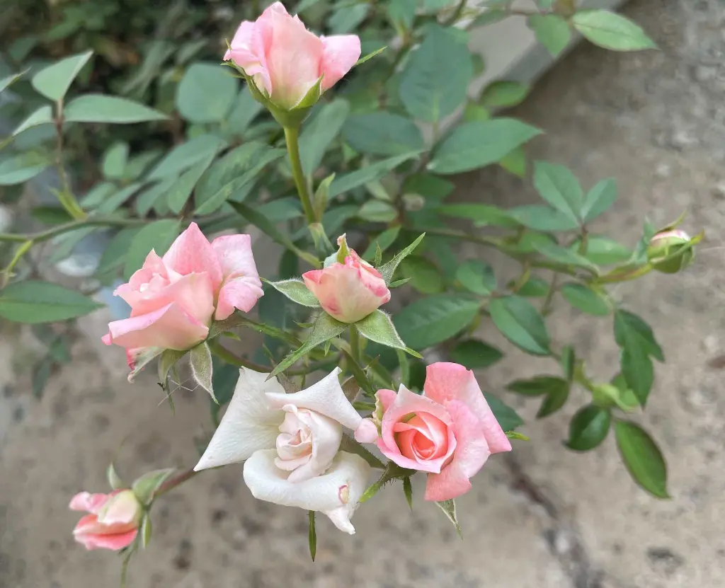 Peaches n Cream cluster.webp