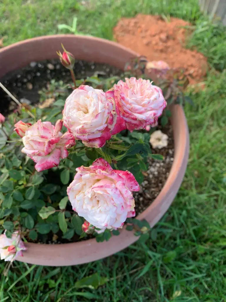 Peaches n Cream pot.webp