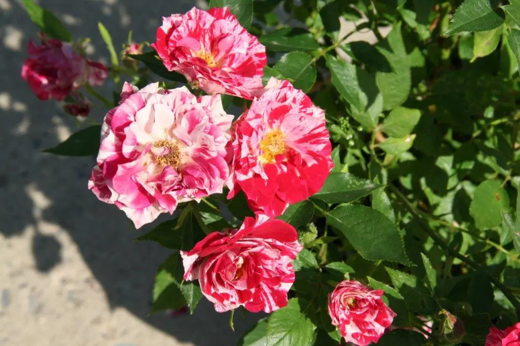 Pinstripe Brian cluster.webp