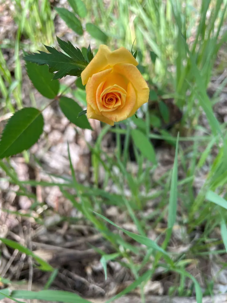 Bees Knees bloom 2.webp