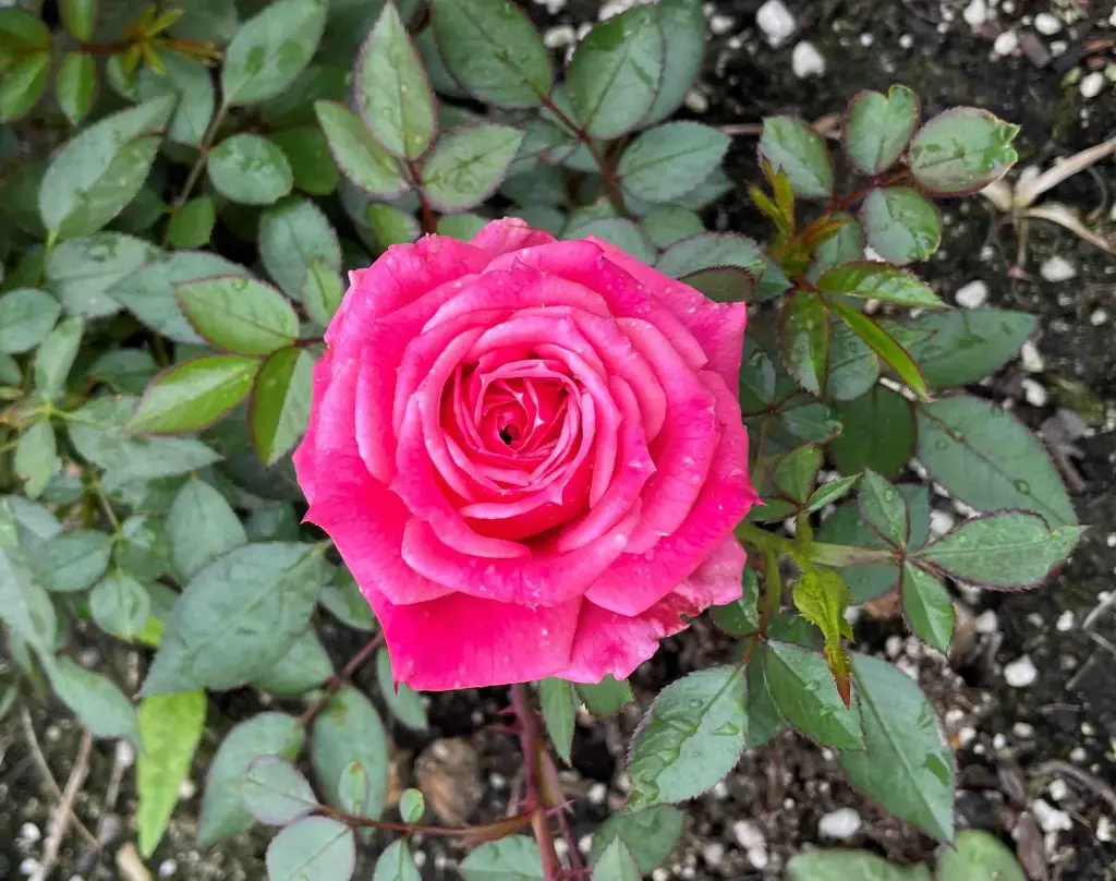 Raspberry Punch bloom.webp