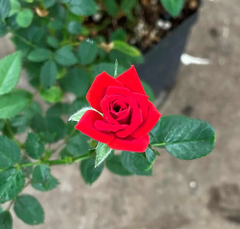 Red Minimo bloom.webp
