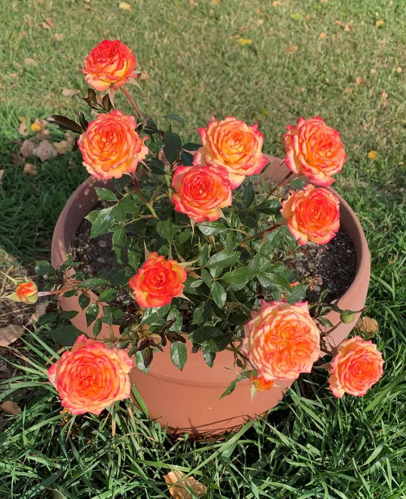 Ring of Fire pot.webp