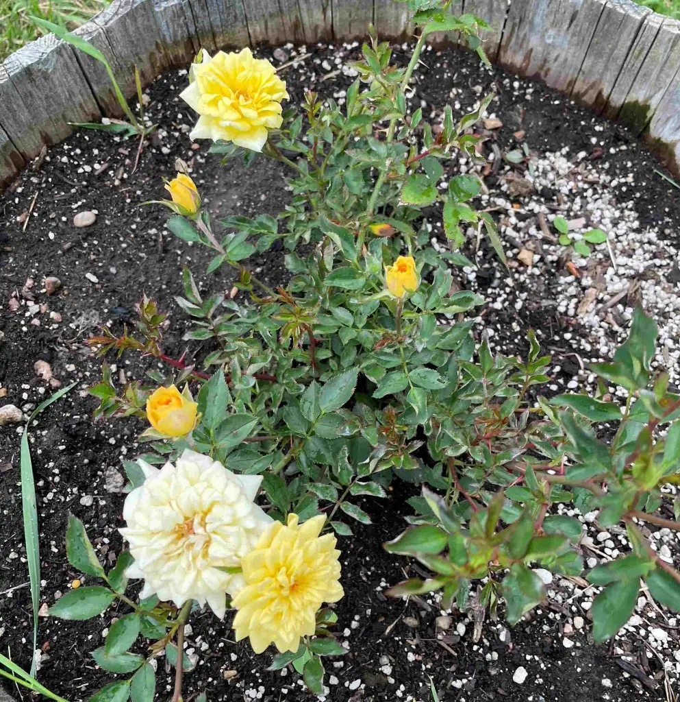 Rise n Shine pot.webp