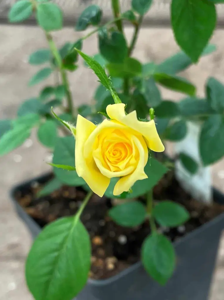 Summer Butter tight bloom.webp