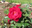 Sunrosa Red bloom.webp