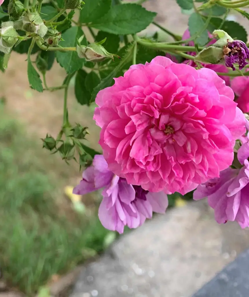 Sweet Chariot bloom.webp