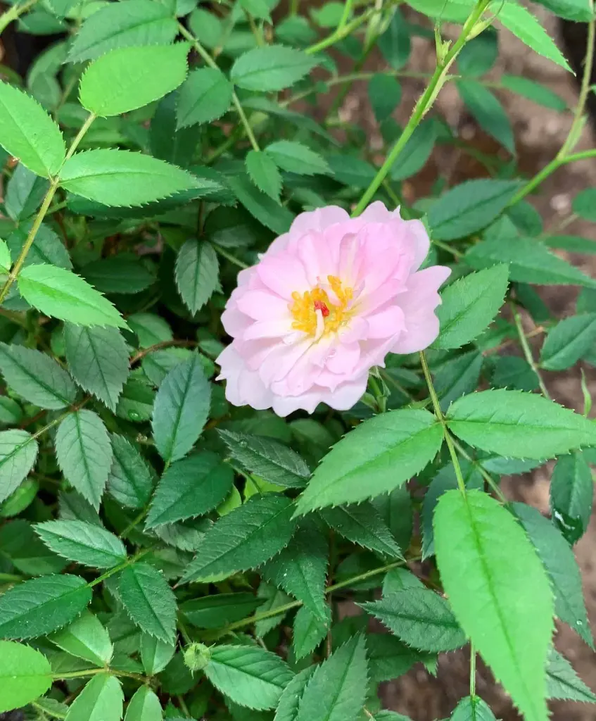 Sweet Fairy bloom 2.webp