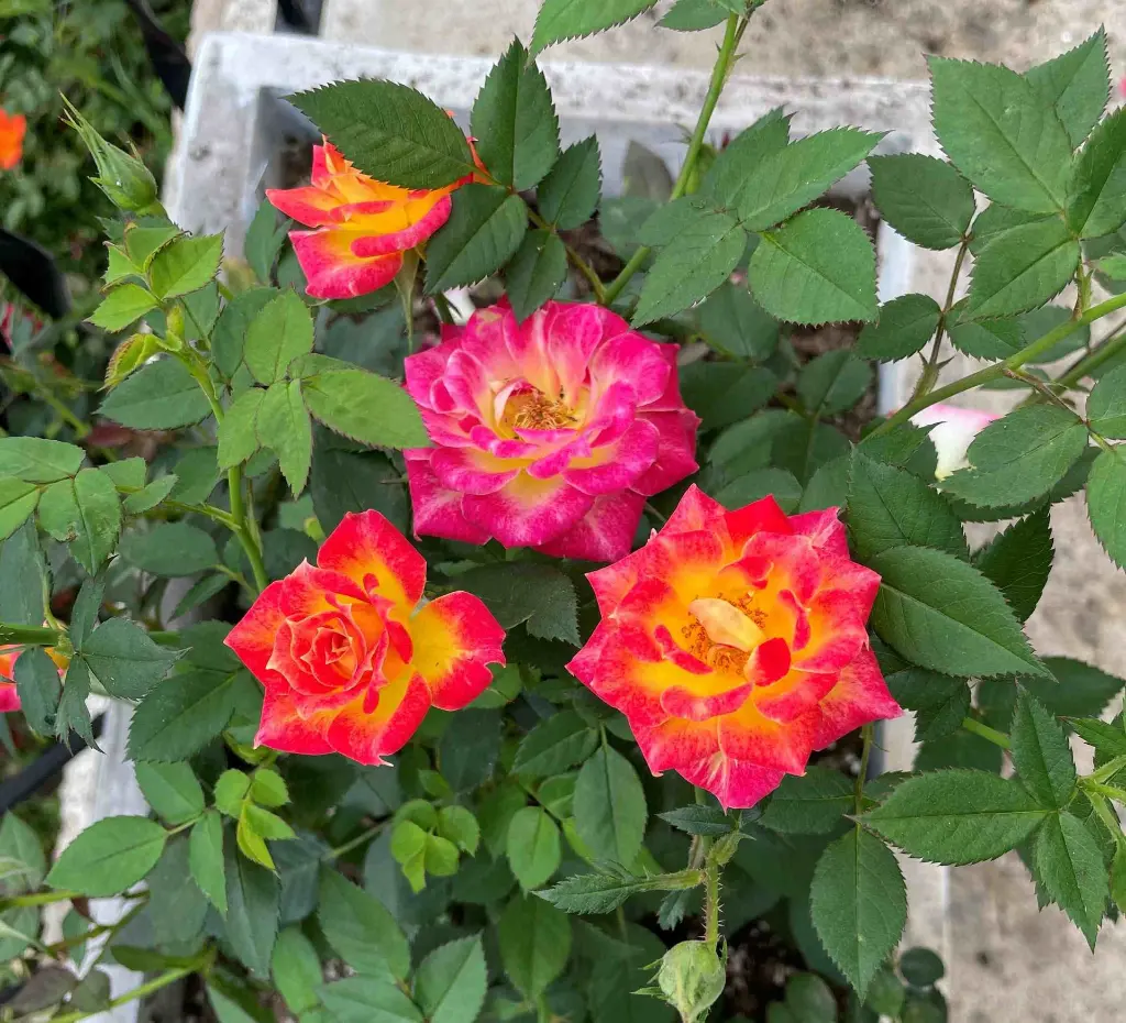 Tiddly Winks plant.webp