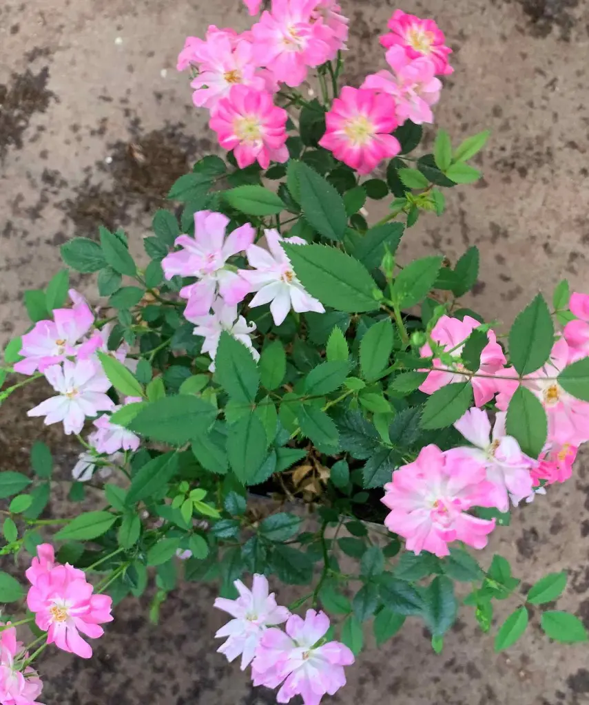 yametsu-hime small.webp