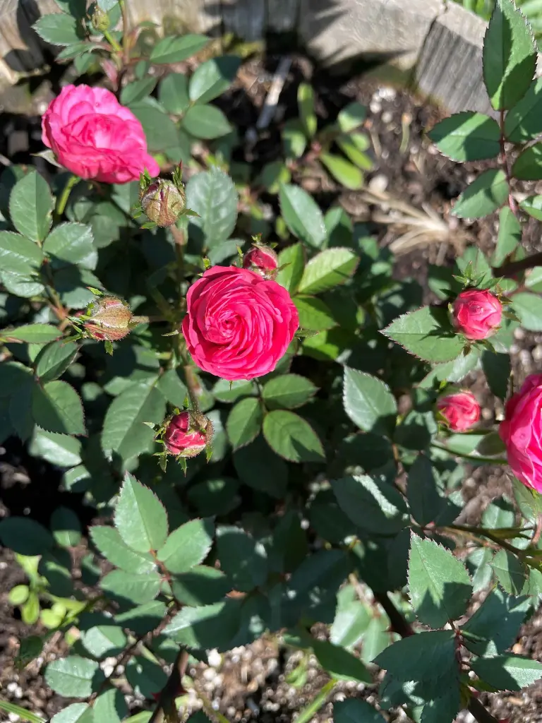 Carol Jean plant.webp