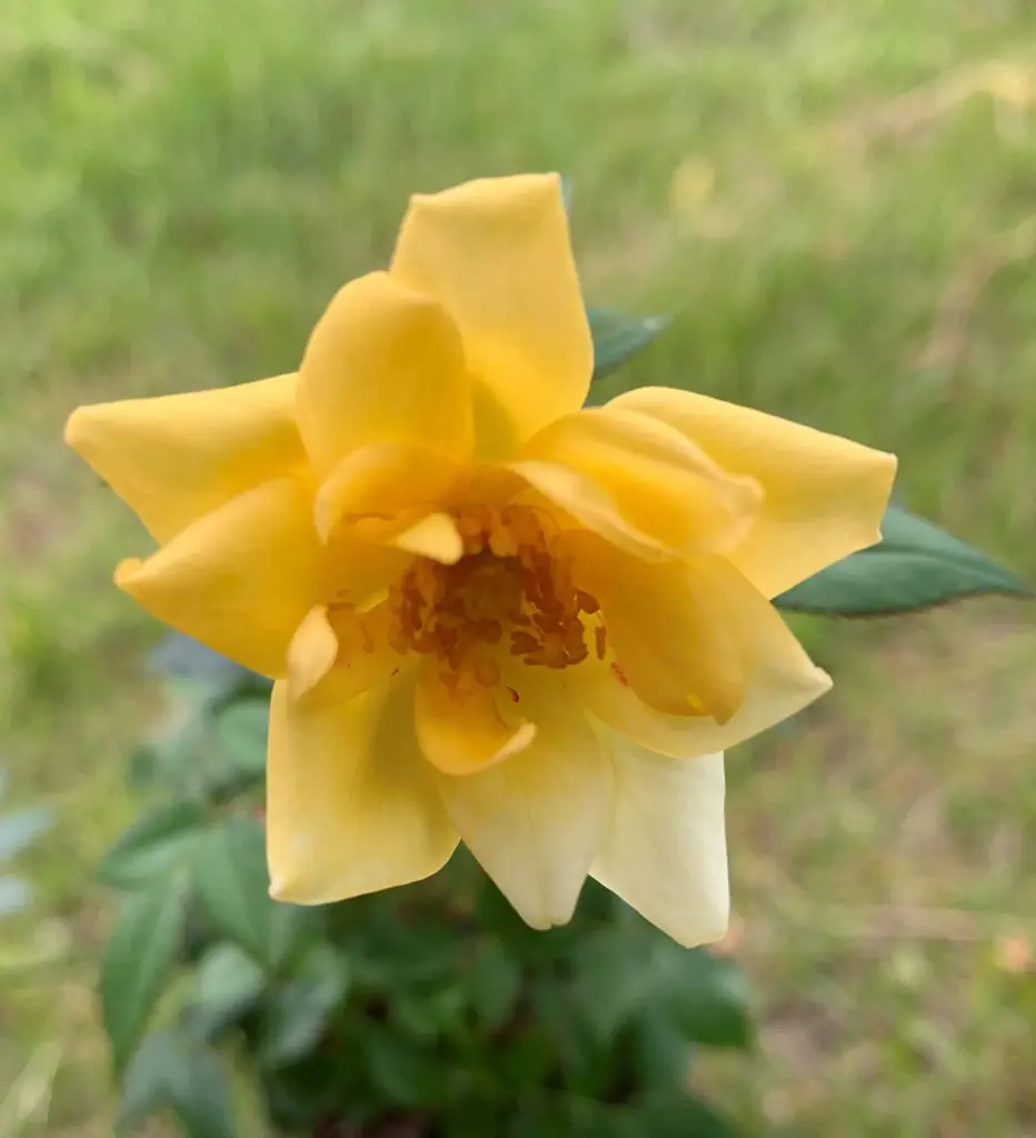 Yellow Jewel